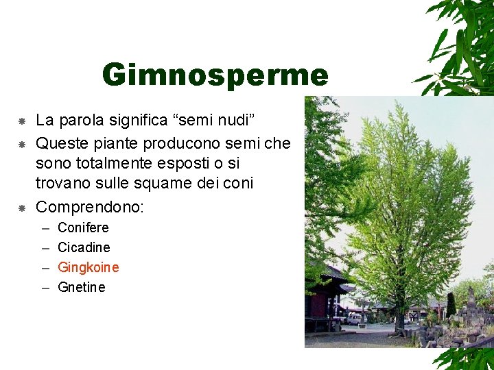 Gimnosperme La parola significa “semi nudi” Queste piante producono semi che sono totalmente esposti
