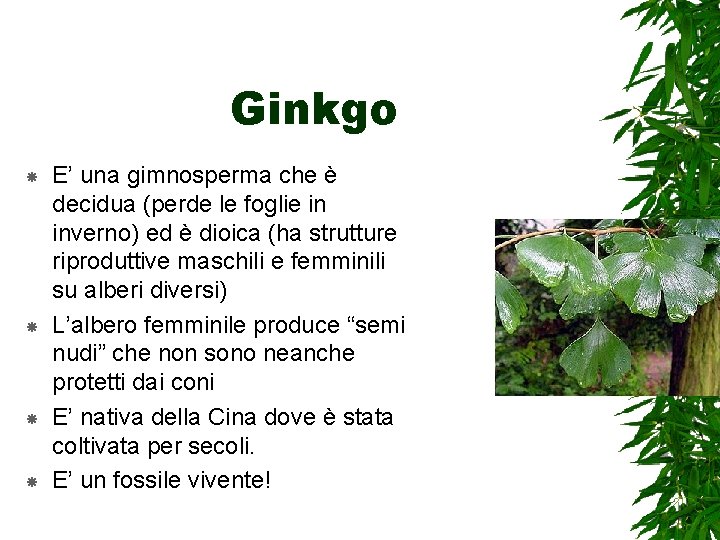 Ginkgo E’ una gimnosperma che è decidua (perde le foglie in inverno) ed è