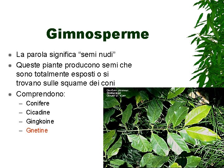 Gimnosperme La parola significa “semi nudi” Queste piante producono semi che sono totalmente esposti