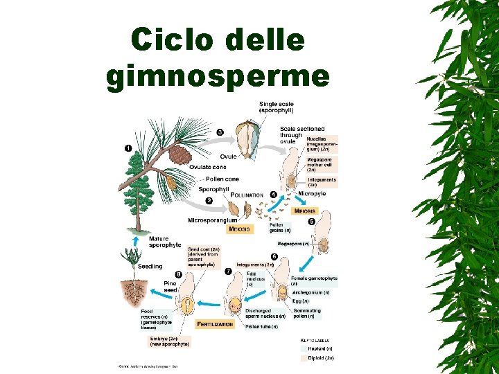Ciclo delle gimnosperme 