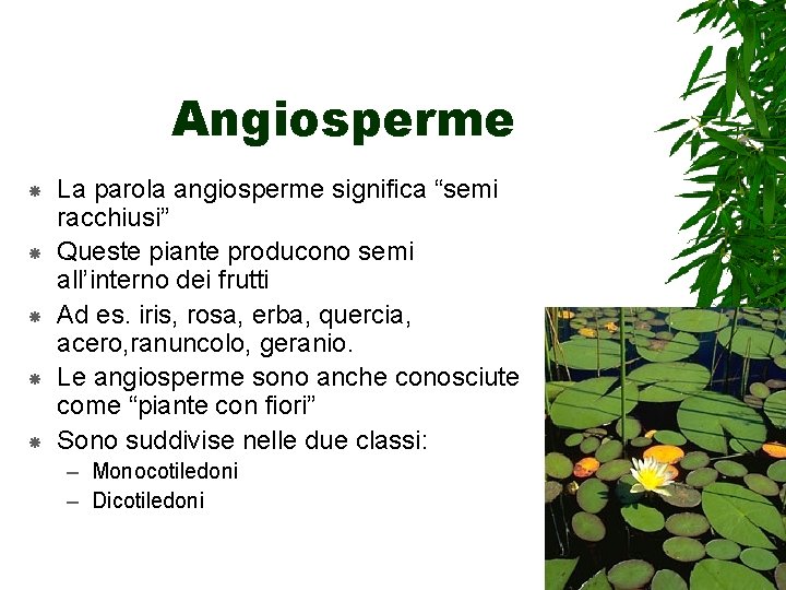 Angiosperme La parola angiosperme significa “semi racchiusi” Queste piante producono semi all’interno dei frutti