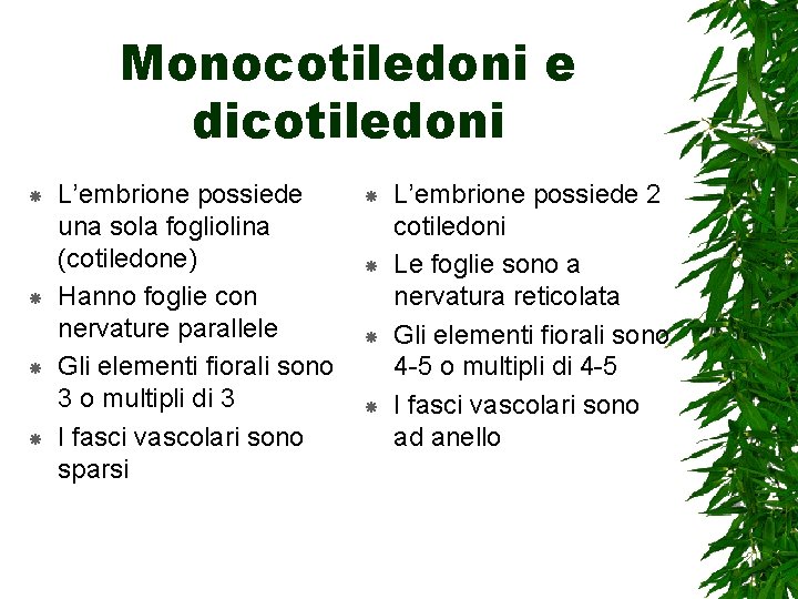 Monocotiledoni e dicotiledoni L’embrione possiede una sola fogliolina (cotiledone) Hanno foglie con nervature parallele