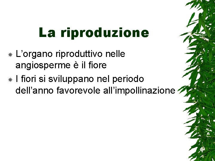 La riproduzione L’organo riproduttivo nelle angiosperme è il fiore I fiori si sviluppano nel
