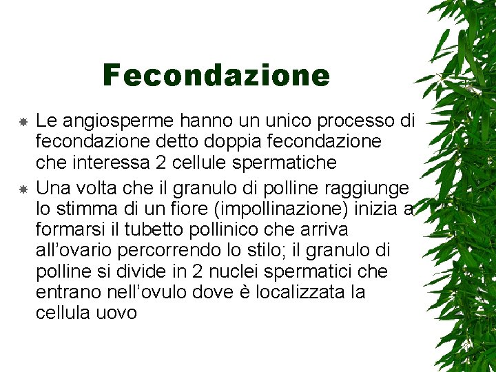 Fecondazione Le angiosperme hanno un unico processo di fecondazione detto doppia fecondazione che interessa