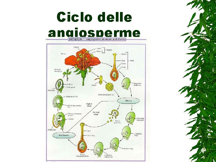 Ciclo delle angiosperme 