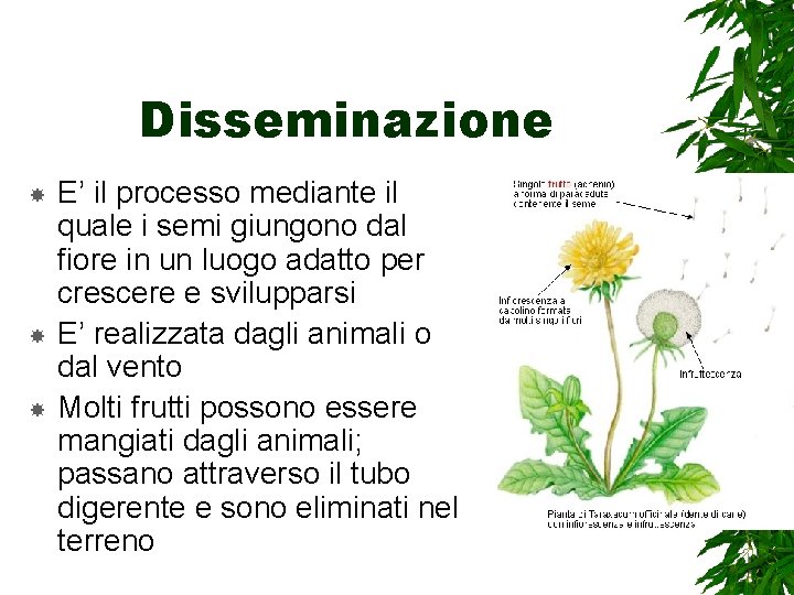 Disseminazione E’ il processo mediante il quale i semi giungono dal fiore in un