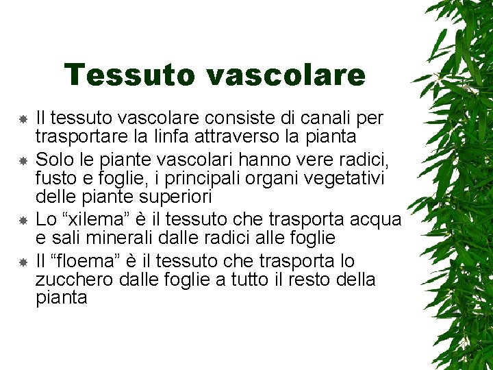 Tessuto vascolare Il tessuto vascolare consiste di canali per trasportare la linfa attraverso la