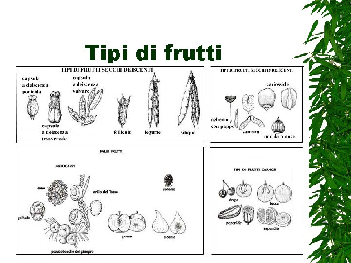 Tipi di frutti 