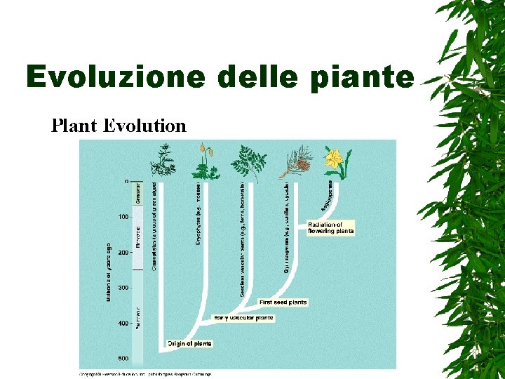 Evoluzione delle piante 