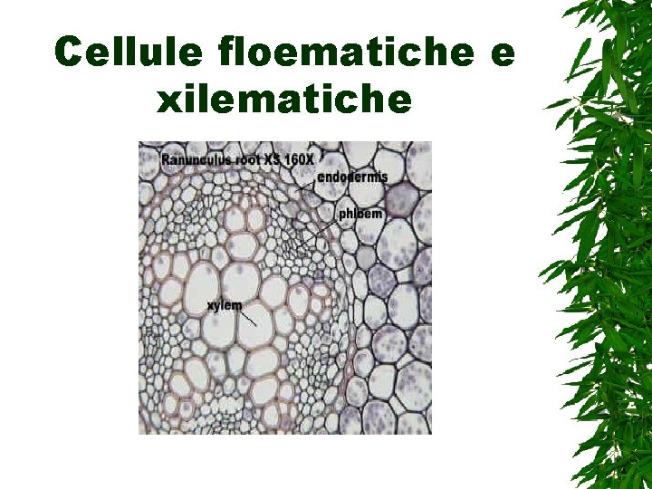Cellule floematiche e xilematiche 