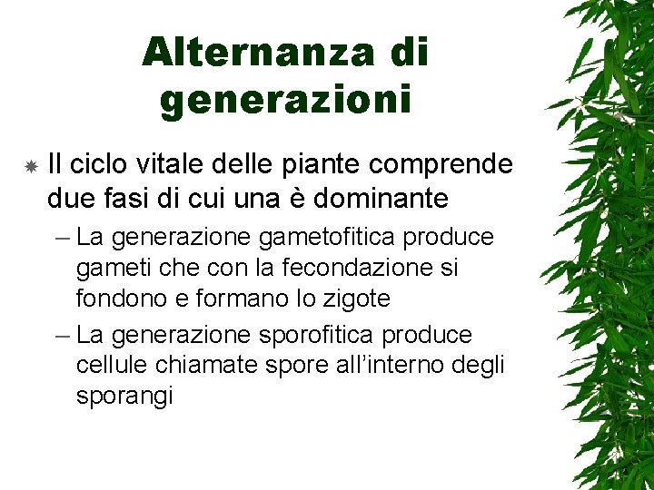 Alternanza di generazioni Il ciclo vitale delle piante comprende due fasi di cui una