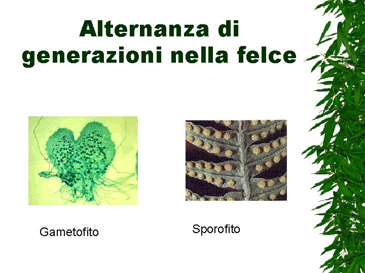 Alternanza di generazioni nella felce Gametofito Sporofito 