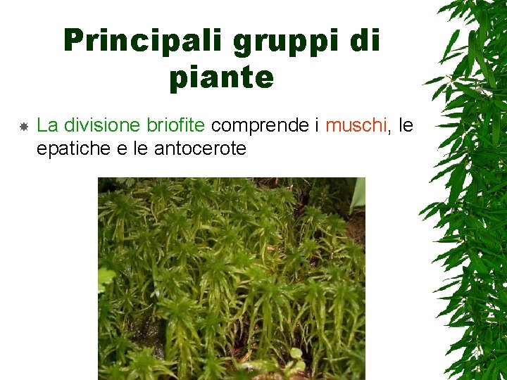 Principali gruppi di piante La divisione briofite comprende i muschi, le epatiche e le