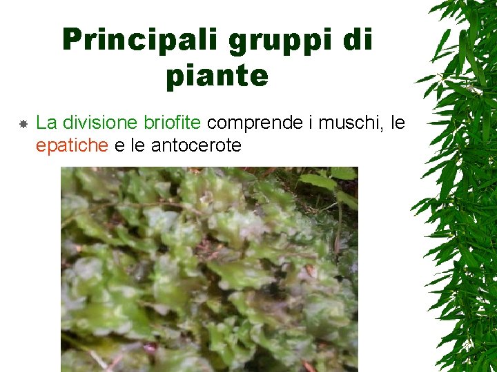 Principali gruppi di piante La divisione briofite comprende i muschi, le epatiche e le