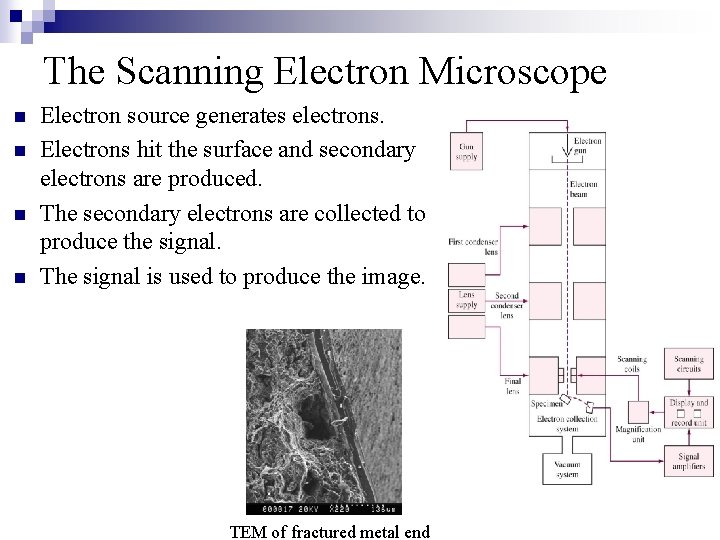 The Scanning Electron Microscope n n Electron source generates electrons. Electrons hit the surface