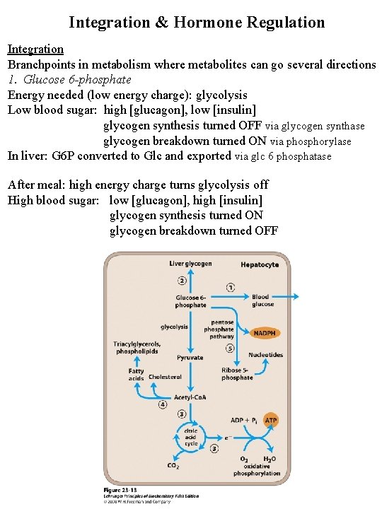 Integration & Hormone Regulation Integration Branchpoints in metabolism where metabolites can go several directions