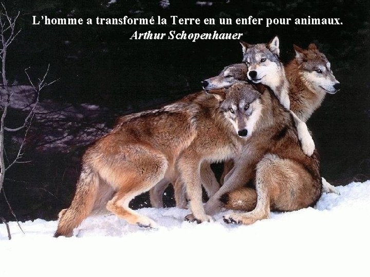 L’homme a transformé la Terre en un enfer pour animaux. Arthur Schopenhauer 