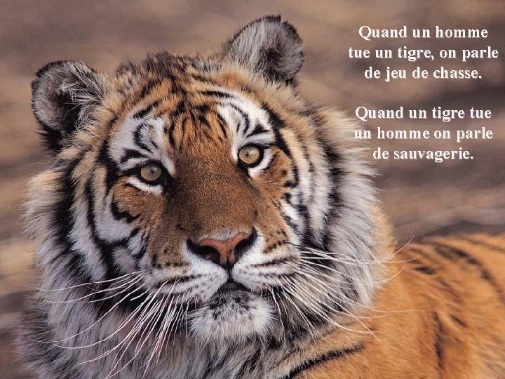 Quand un homme tue un tigre, on parle de jeu de chasse. Quand un