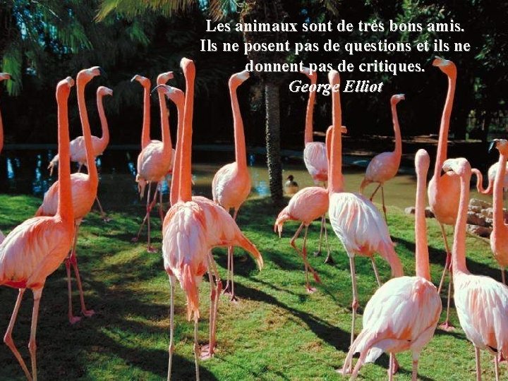 Les animaux sont de très bons amis. Ils ne posent pas de questions et