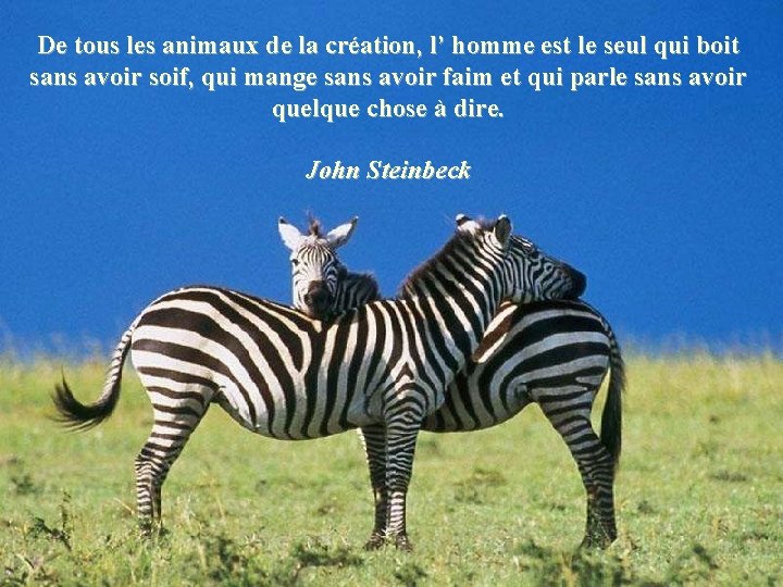 De tous les animaux de la création, l’ homme est le seul qui boit