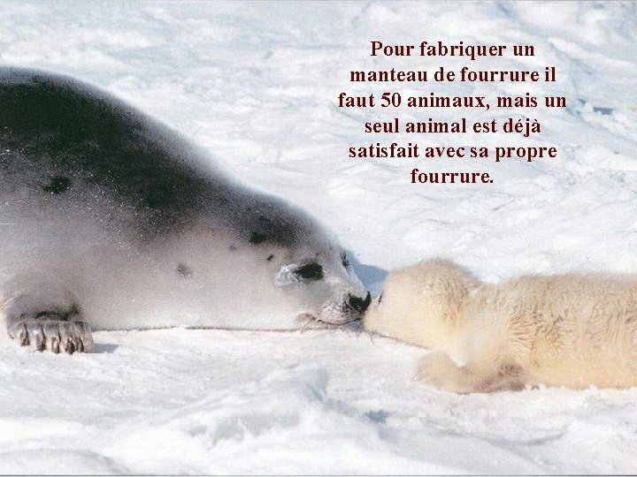 Pour fabriquer un manteau de fourrure il faut 50 animaux, mais un seul animal