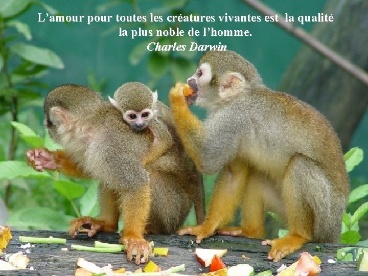 L’amour pour toutes les créatures vivantes est la qualité la plus noble de l’homme.