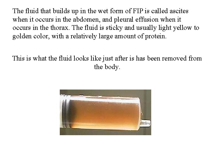 The fluid that builds up in the wet form of FIP is called ascites