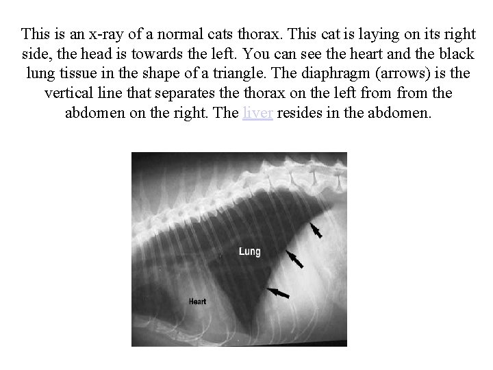 This is an x-ray of a normal cats thorax. This cat is laying on