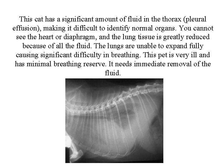 This cat has a significant amount of fluid in the thorax (pleural effusion), making