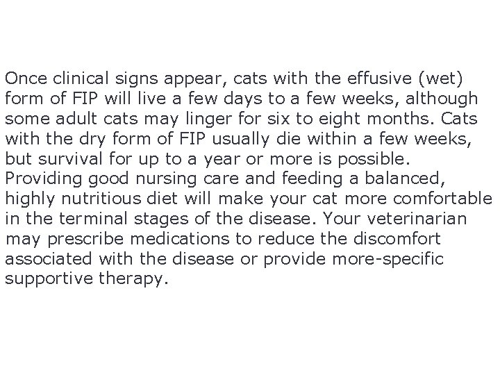 Once clinical signs appear, cats with the effusive (wet) form of FIP will live