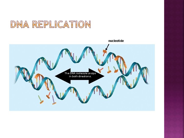 nucleotide The DNA molecule unzips in both directions. 