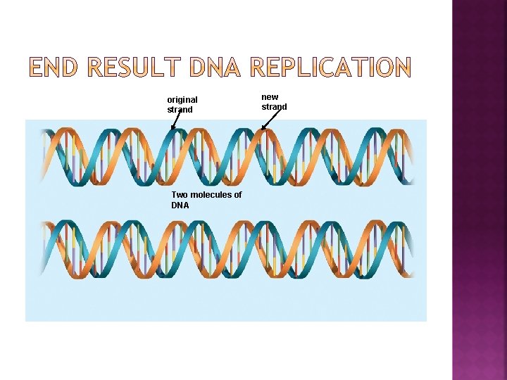 original strand Two molecules of DNA new strand 