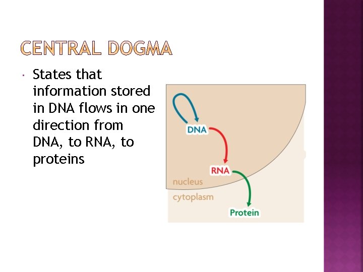 States that information stored in DNA flows in one direction from DNA, to