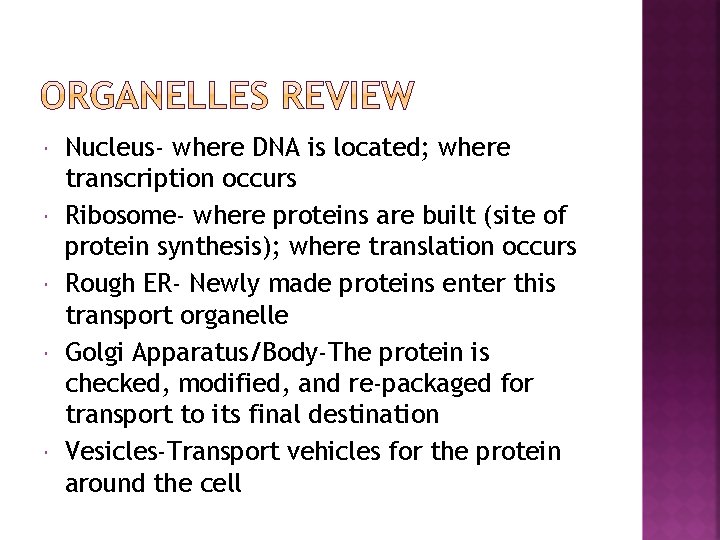  Nucleus- where DNA is located; where transcription occurs Ribosome- where proteins are built