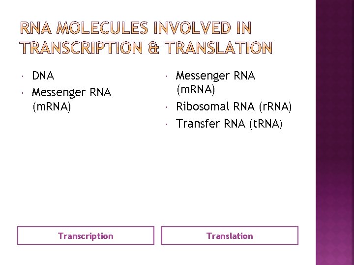  DNA Messenger RNA (m. RNA) Transcription Messenger RNA (m. RNA) Ribosomal RNA (r.