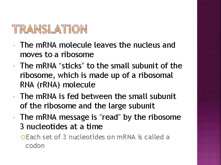  The m. RNA molecule leaves the nucleus and moves to a ribosome The