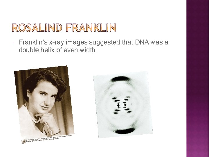  Franklin’s x-ray images suggested that DNA was a double helix of even width.