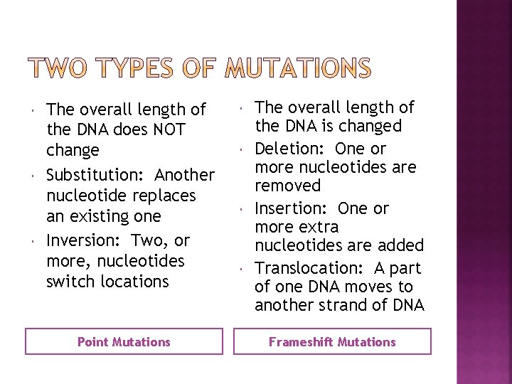  The overall length of the DNA does NOT change Substitution: Another nucleotide replaces