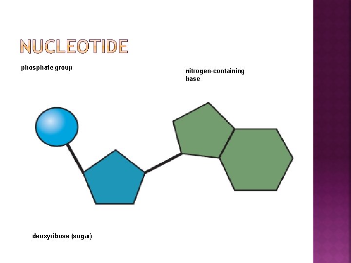 phosphate group deoxyribose (sugar) nitrogen-containing base 