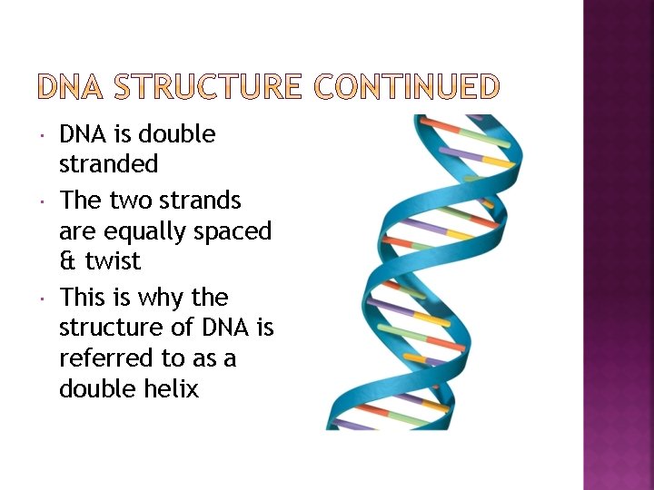  DNA is double stranded The two strands are equally spaced & twist This