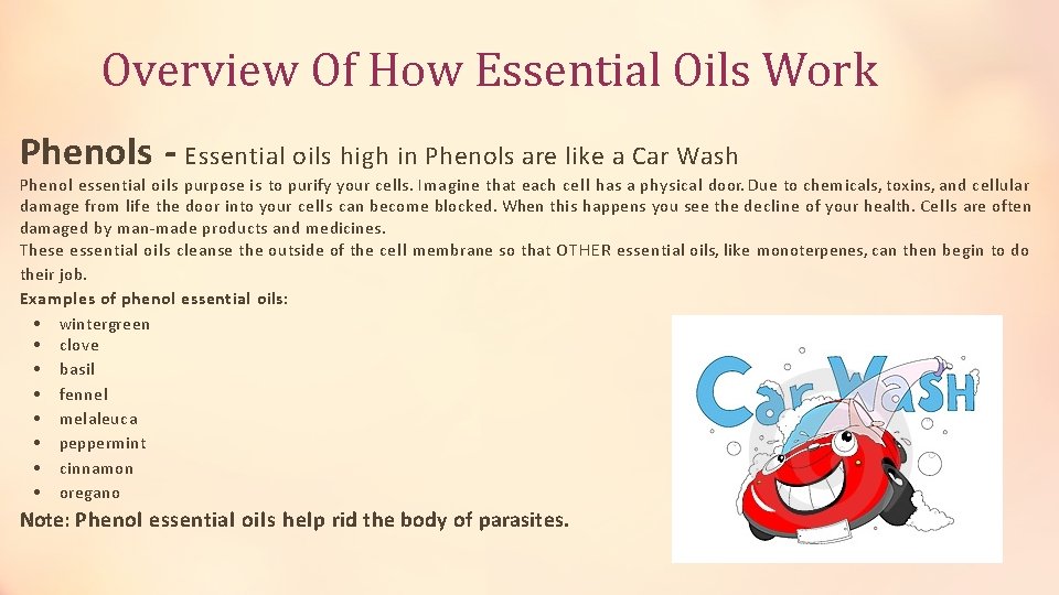Overview Of How Essential Oils Work Phenols - Essential oils high in Phenols are