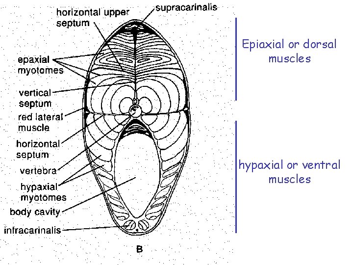 Red Epiaxial or dorsal muscles hypaxial or ventral muscles 