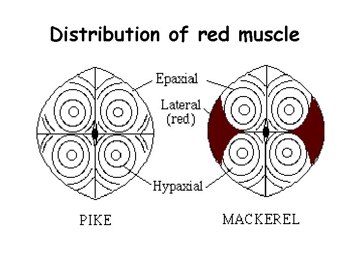 Distribution of red muscle 