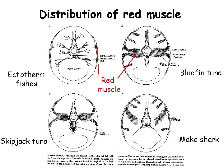 Distribution of red muscle Ectotherm fishes Skipjack tuna Red muscle Bluefin tuna Mako shark