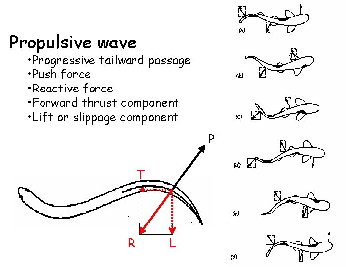 Propulsive wave • Progressive tailward passage • Push force • Reactive force • Forward