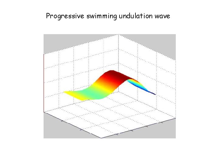 Progressive swimming undulation wave 