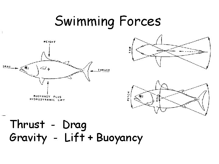 Swimming Forces Thrust - Drag Gravity - Lift + Buoyancy 