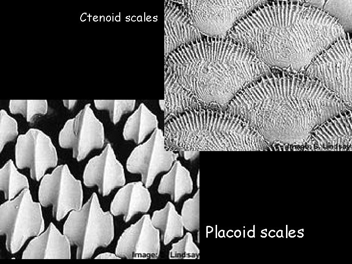Ctenoid scales Placoid scales 