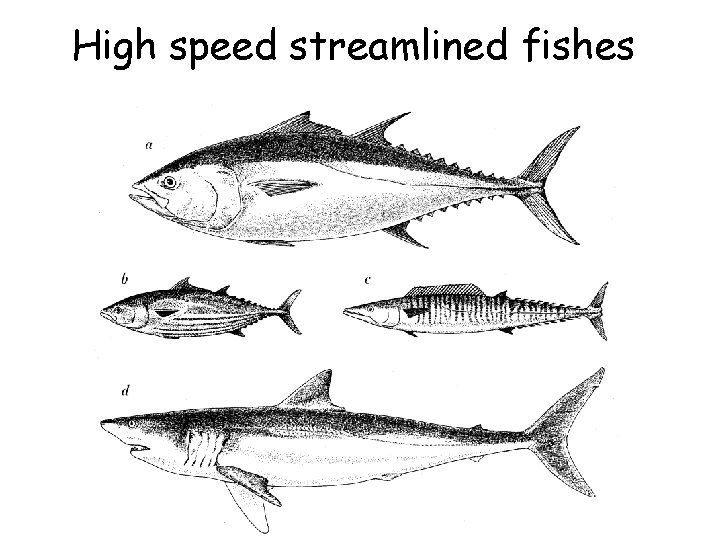 High speed streamlined fishes 