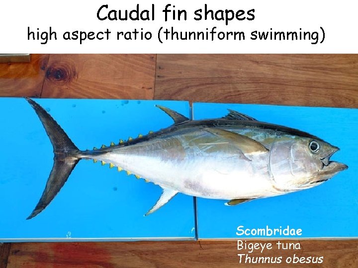 Caudal fin shapes high aspect ratio (thunniform swimming) Scombridae Bigeye tuna Thunnus obesus 